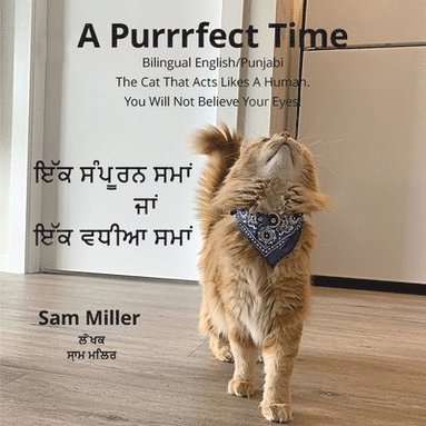 Sam Miller - ਇੱਕ ਸੰਪੂਰਨ ਸਮਾਂ ਜਾਂ ਇੱਕ ਵਧੀਆ ਸਮਾਂ - A Purrrfect Time, Häftad