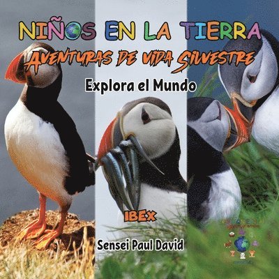 Nin&#771;os en la Tierra Aventuras de vida Silvestre - Explora el Mundo Puffin - Iceland 1