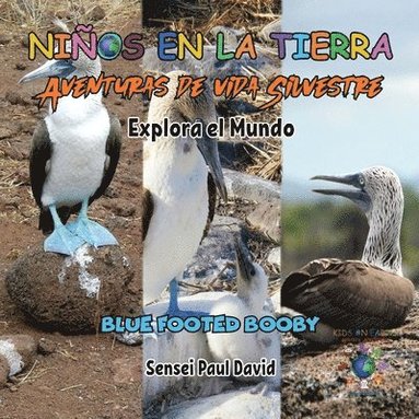 bokomslag Nin&#771;os en la Tierra - Aventuras de vida Silvestre - Explora el Mundo Blue Footed Booby - Ecuador