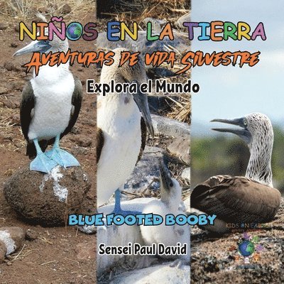 Nin&#771;os en la Tierra - Aventuras de vida Silvestre - Explora el Mundo Blue Footed Booby - Ecuador 1