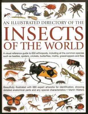 bokomslag Illustrated Directory of Insects of the World