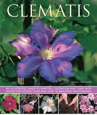 Clematis 1