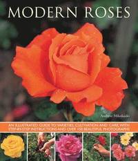 bokomslag Modern Roses
