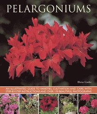 bokomslag Pelargoniums