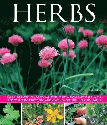 Herbs 1