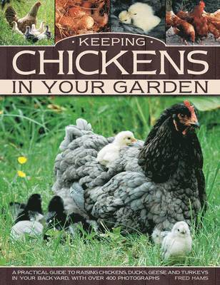 Keeping Chickens in Your Garden 1