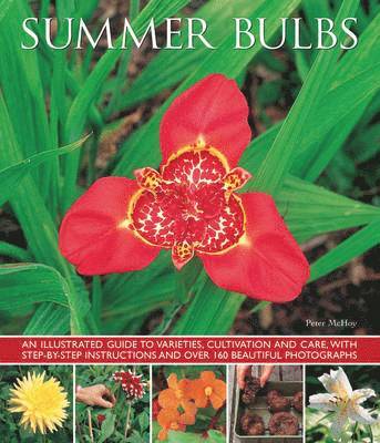 bokomslag Summer Bulbs