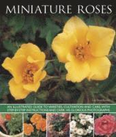 Miniature Roses