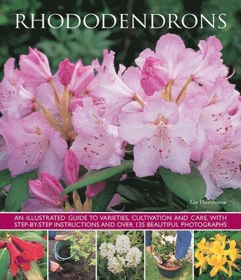 Rhododendrons