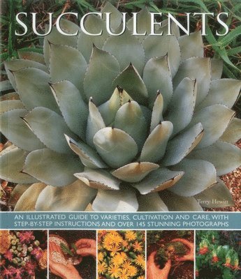 Succulents 1