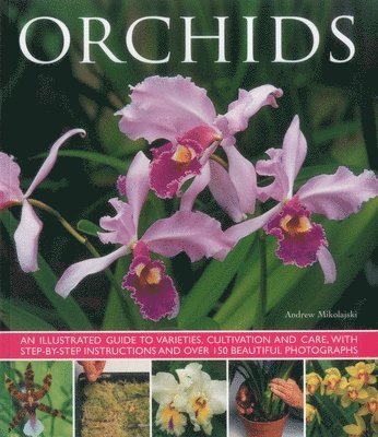 Orchids 1