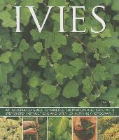 Ivies 1