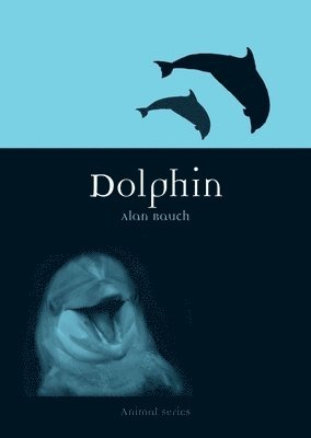 Dolphin 1