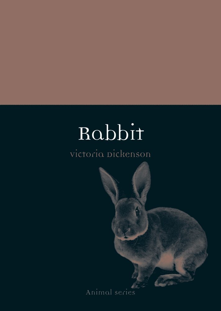 Rabbit 1