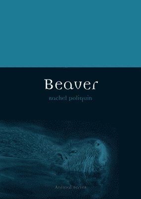 Beaver 1