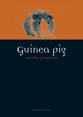 Guinea Pig 1