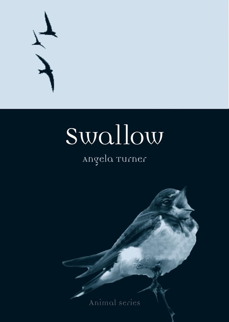 Swallow 1