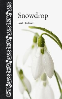 bokomslag Snowdrop