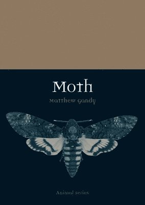 Moth 1