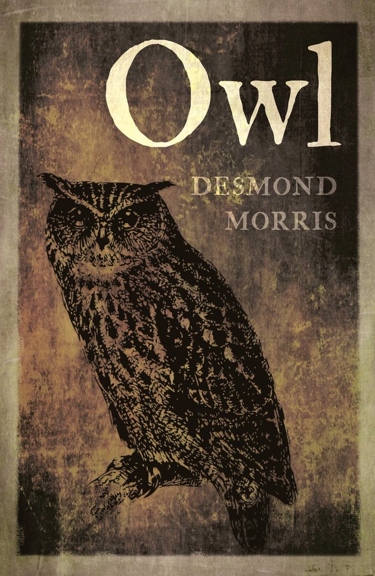 Owl 1