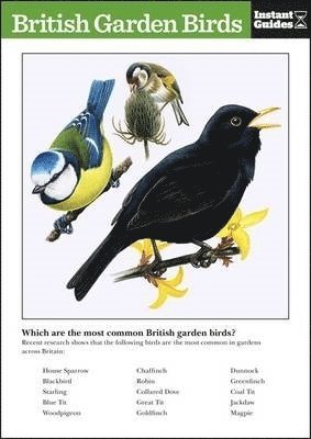 British Garden Birds 1