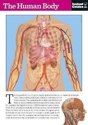 bokomslag The Human Body