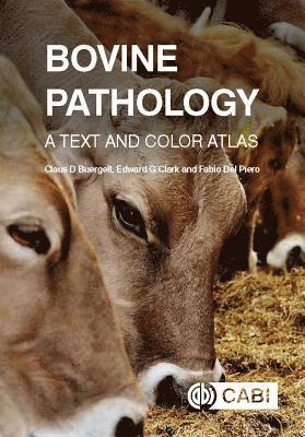 Bovine Pathology 1