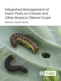 bokomslag Integrated management of Insect Pests on Canola and other Brassica Oilseed Crops