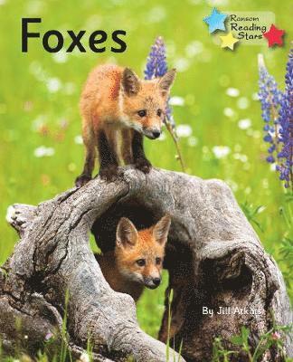 bokomslag Foxes