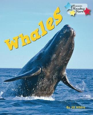 Whales 1