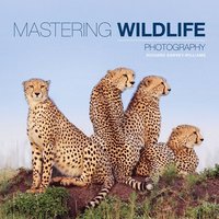 bokomslag Mastering Wildlife Photography