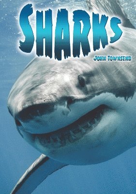 Sharks 1
