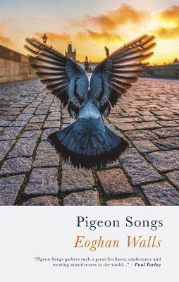 bokomslag Pigeon Songs