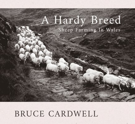 Hardy Breed