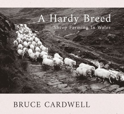 A Hardy Breed 1