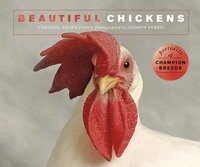 bokomslag Beautiful Chickens