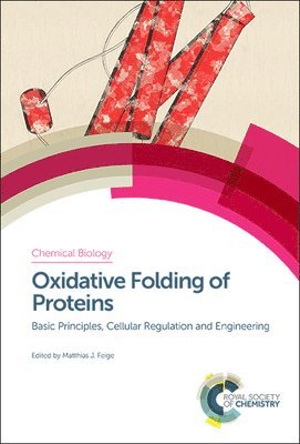 Oxidative Folding of Proteins 1