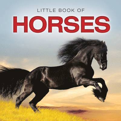 Little Book of Horses 1