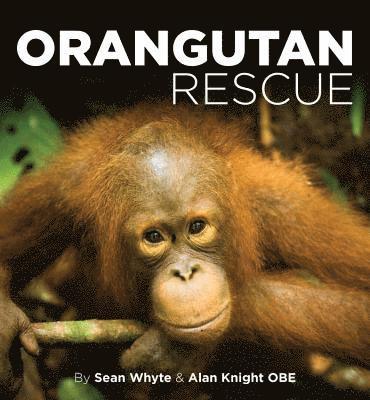 Orangutan Rescue