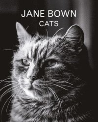 bokomslag Jane Bown: Cats