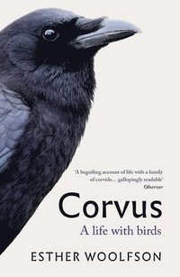 bokomslag Corvus