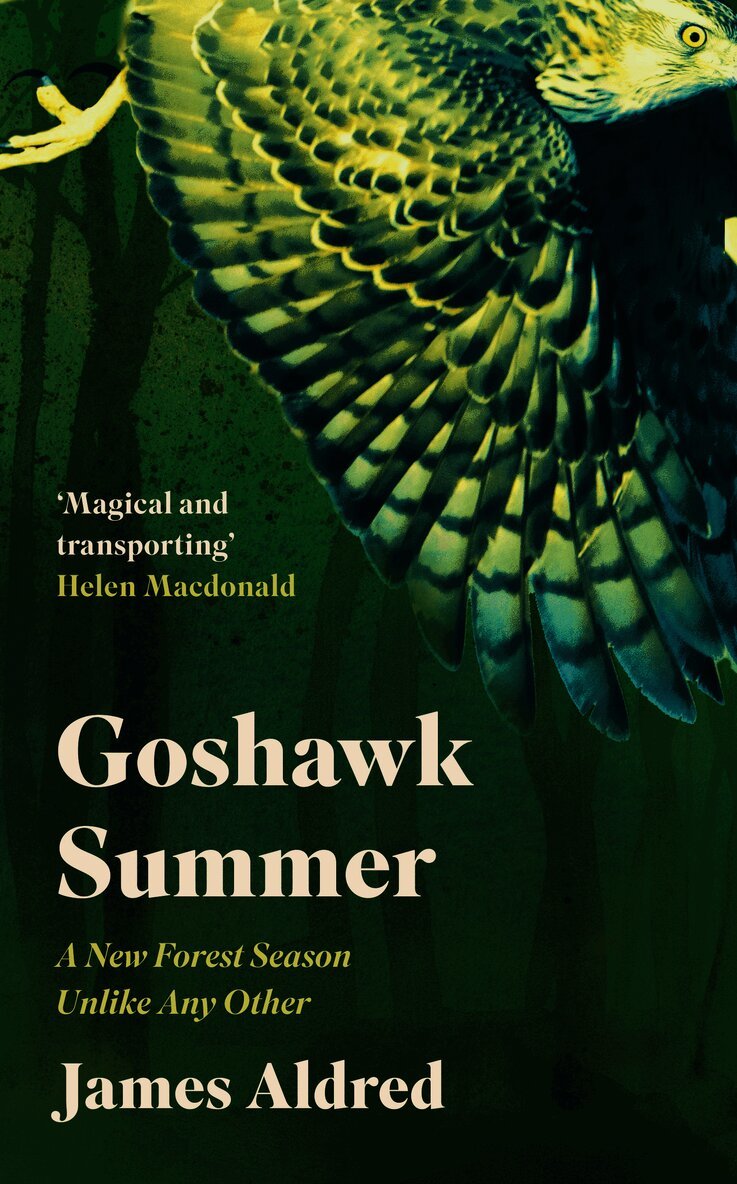 Goshawk Summer