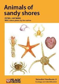 bokomslag Animals of sandy shores
