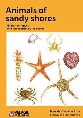 Animals of sandy shores 1