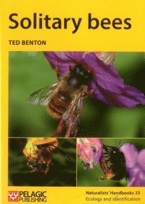 Solitary bees 1