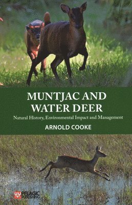 Muntjac and Water Deer 1