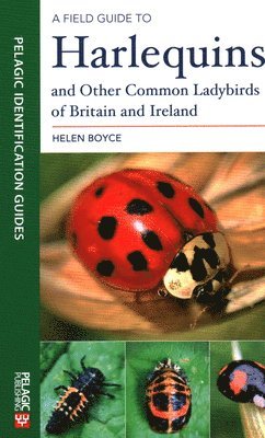 bokomslag A Field Guide to Harlequins and Other Common Ladybirds of Britain and Ireland