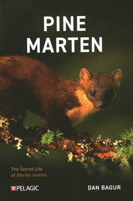 bokomslag Pine Marten