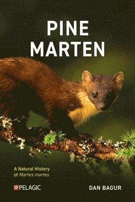 Pine Marten 1