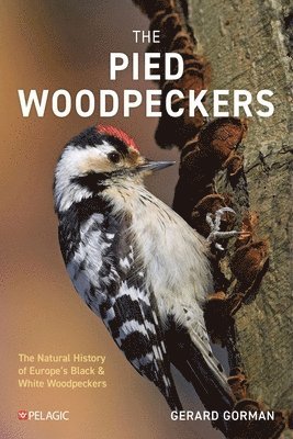 Pied Woodpeckers
